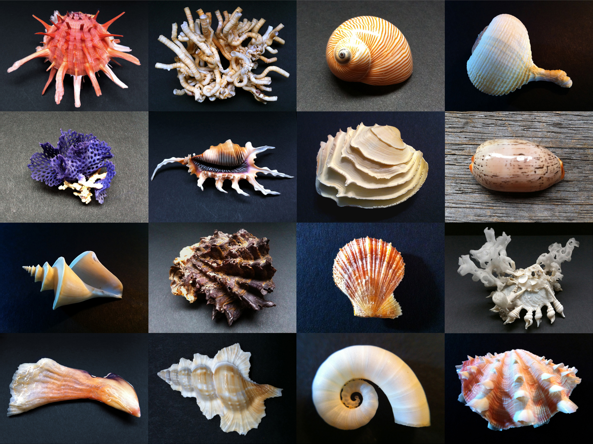 shell photos